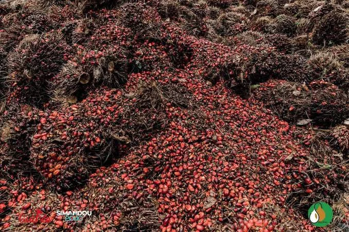 Palmier à huile
