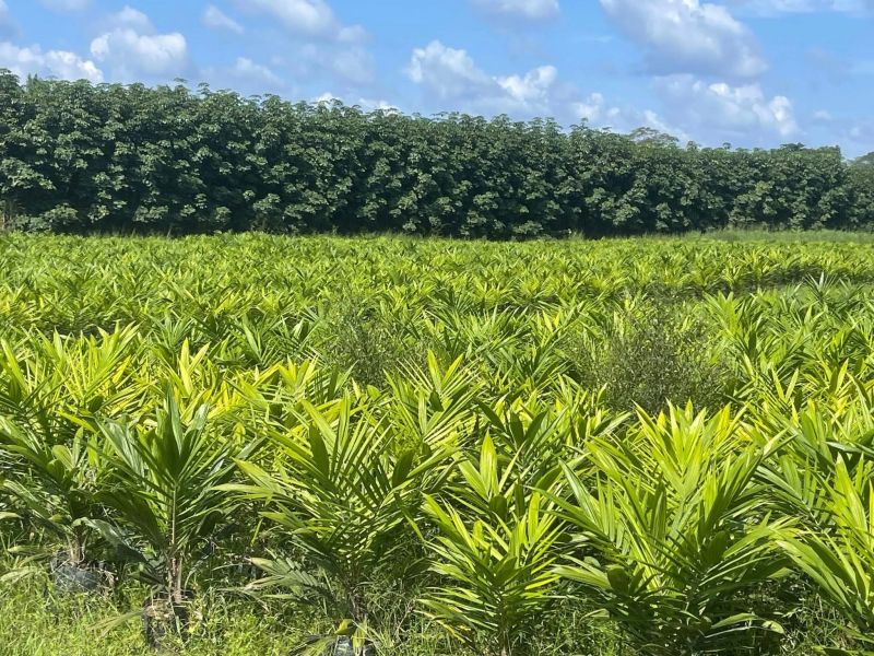 Plantations de palmier à huile
